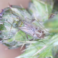 Macrotylus solitarius