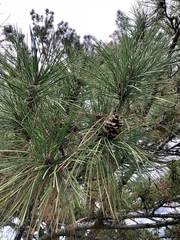Pinus sylvestris