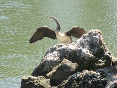 Anhinga novaehollandiae