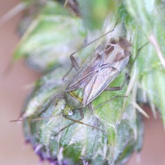 Macrotylus solitarius