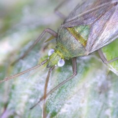 Macrotylus solitarius