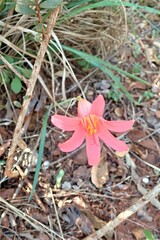Cyrtanthus galpinii