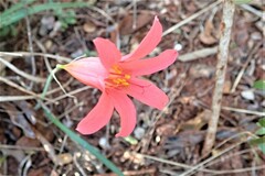 Cyrtanthus galpinii