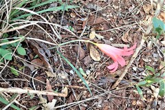 Cyrtanthus galpinii