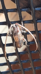 Crinarnoldius maculatus