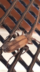 Crinarnoldius maculatus