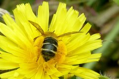 Dasypoda hirtipes