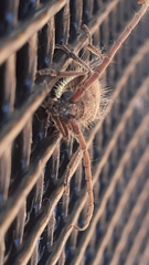 Crinarnoldius maculatus