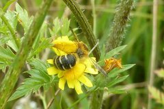 Dasypoda hirtipes