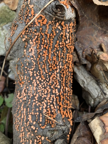 hlivka červená (Nectria cinnabarina)