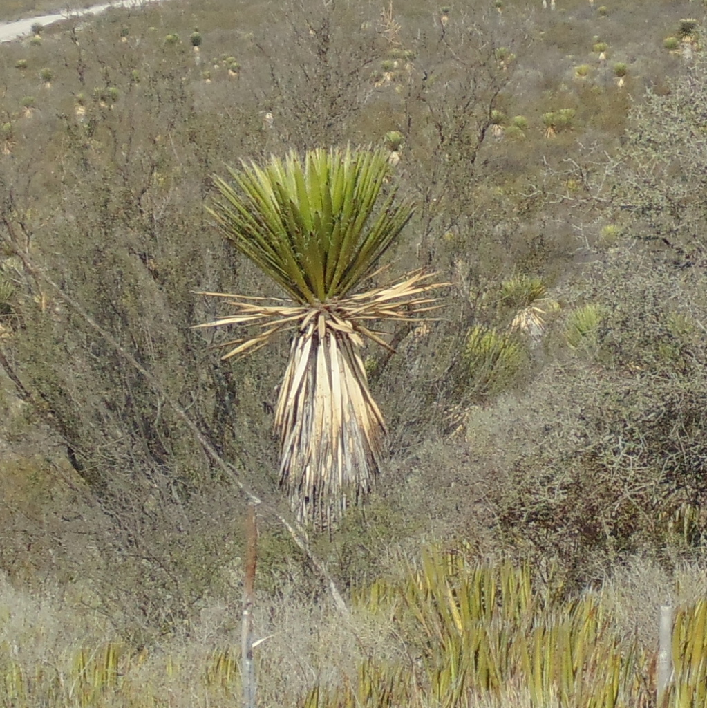 Chochas (Flora de la Sierra de Zapalinamé) · iNaturalist