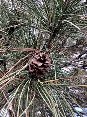 Pinus sylvestris