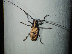 Epepeotes luscus