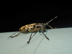 Epepeotes luscus