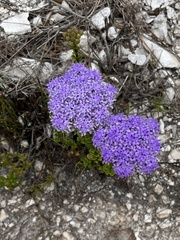 Pseudoselago pulchra