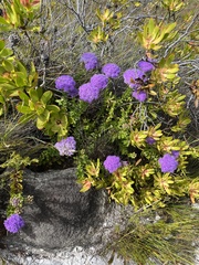 Pseudoselago pulchra