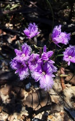 Thysanotus tuberosus