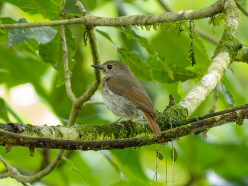 Fulvous-chested Jungle Flycatcher (Cyornis olivaceus), photo 3
