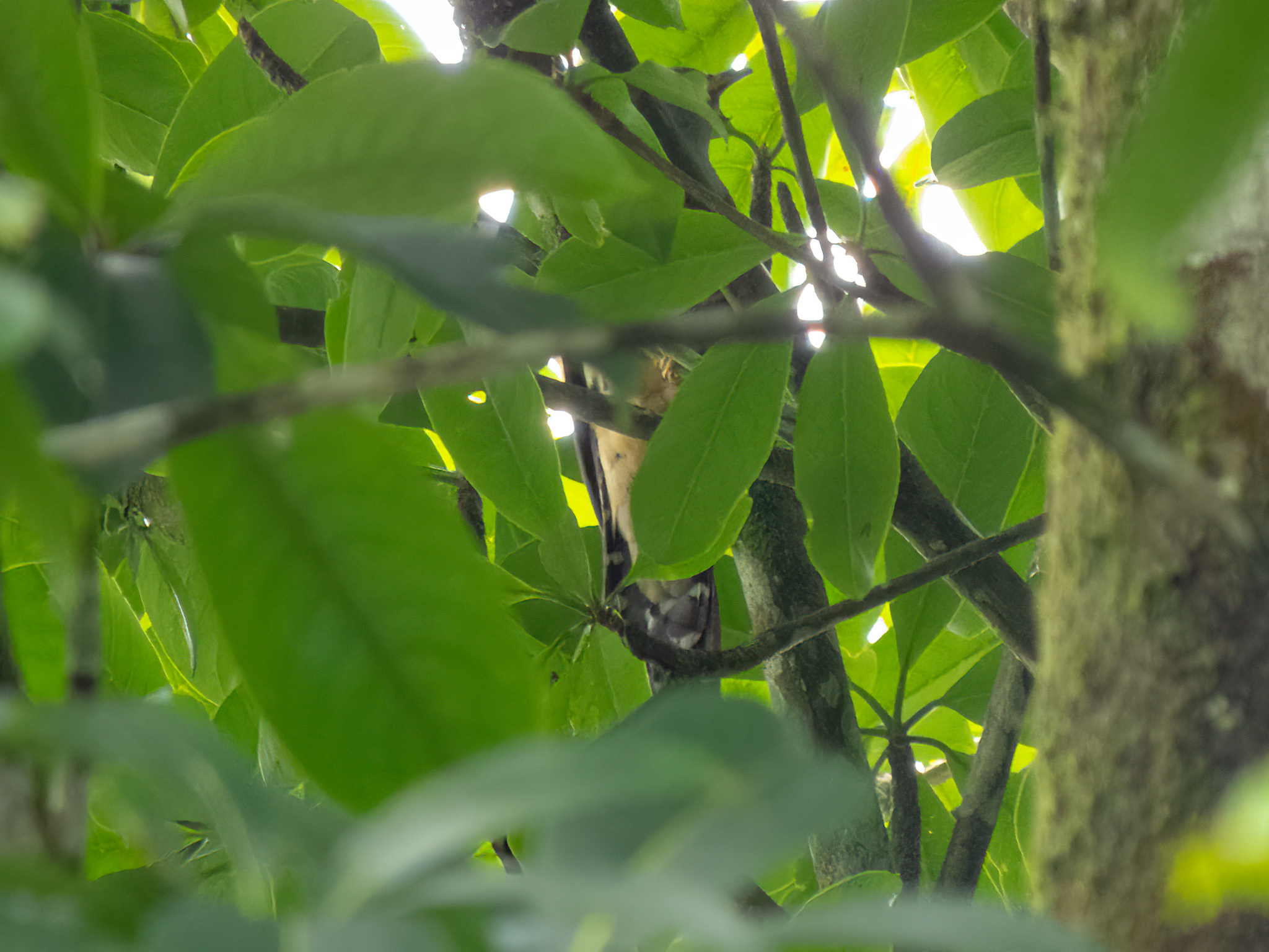 Sunda Cuckoo (Cuculus lepidus), photo 3