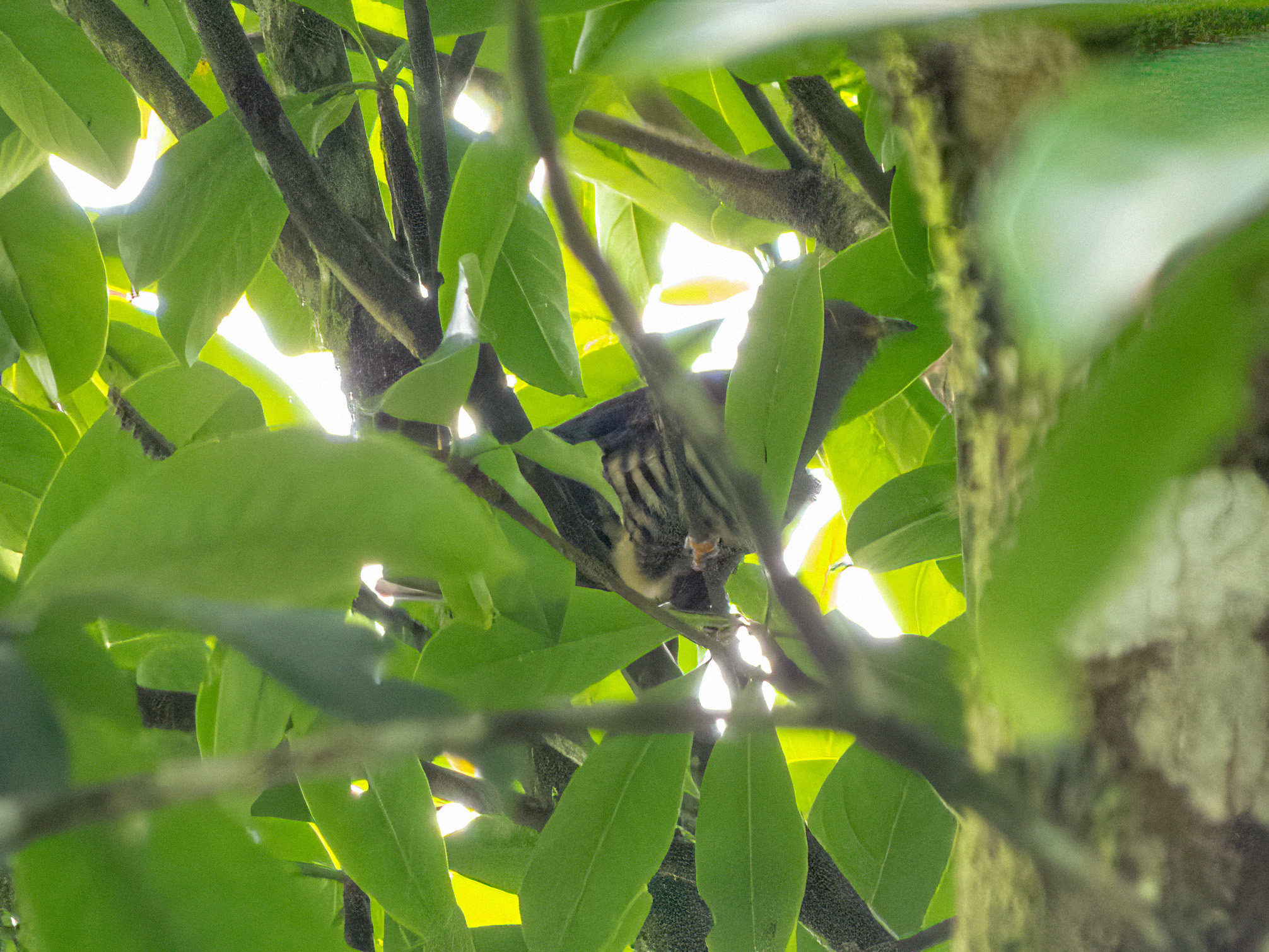 Sunda Cuckoo (Cuculus lepidus), photo 2