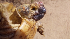 Homopus areolatus