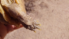 Homopus areolatus
