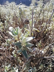 Phlomis purpurea