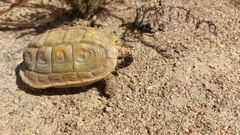 Homopus areolatus