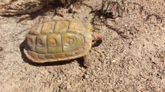 Homopus areolatus