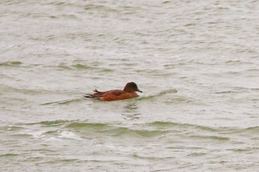 홍머리오리 from Midlum, Weg naar Midlum, 8872 Midlum, Países... Picture taken by Tata Regala · iNaturalist 홍머리오리 (Mareca... 