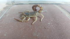 Parabuthus granulatus