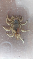 Parabuthus granulatus