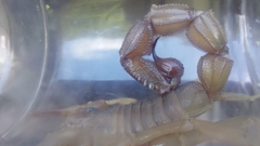 Parabuthus granulatus