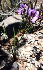 Thysanotus tuberosus