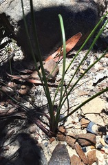 Thysanotus tuberosus