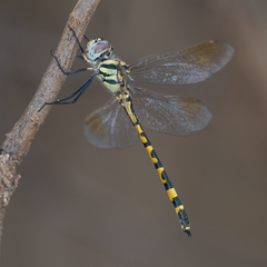 Hemicordulia intermedia