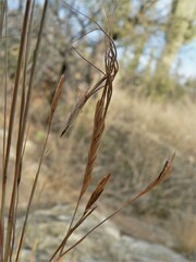 Heteropogon contortus