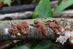 Hypocreopsis lichenoides