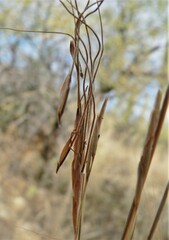 Heteropogon contortus