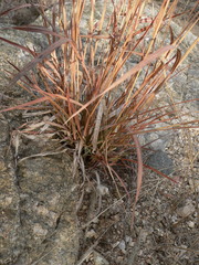 Heteropogon contortus