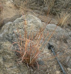 Heteropogon contortus