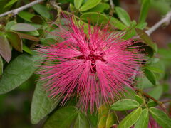 Calliandra falcata