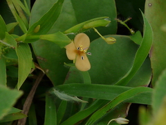 Murdannia lanuginosa