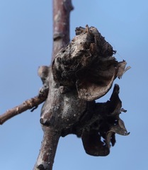 Neuroterus quercusbatatus