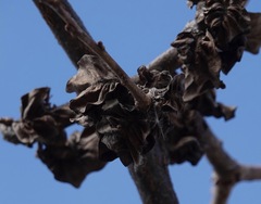 Neuroterus quercusbatatus