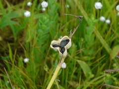 Dipcadi ursulae