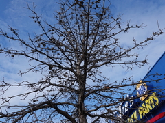 Neuroterus quercusbatatus