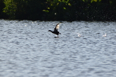 Tachybaptus dominicus