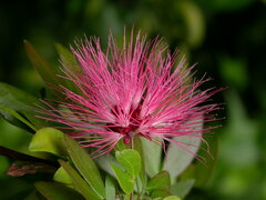 Calliandra falcata