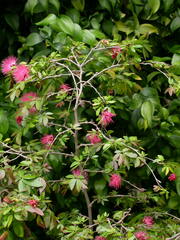 Calliandra falcata